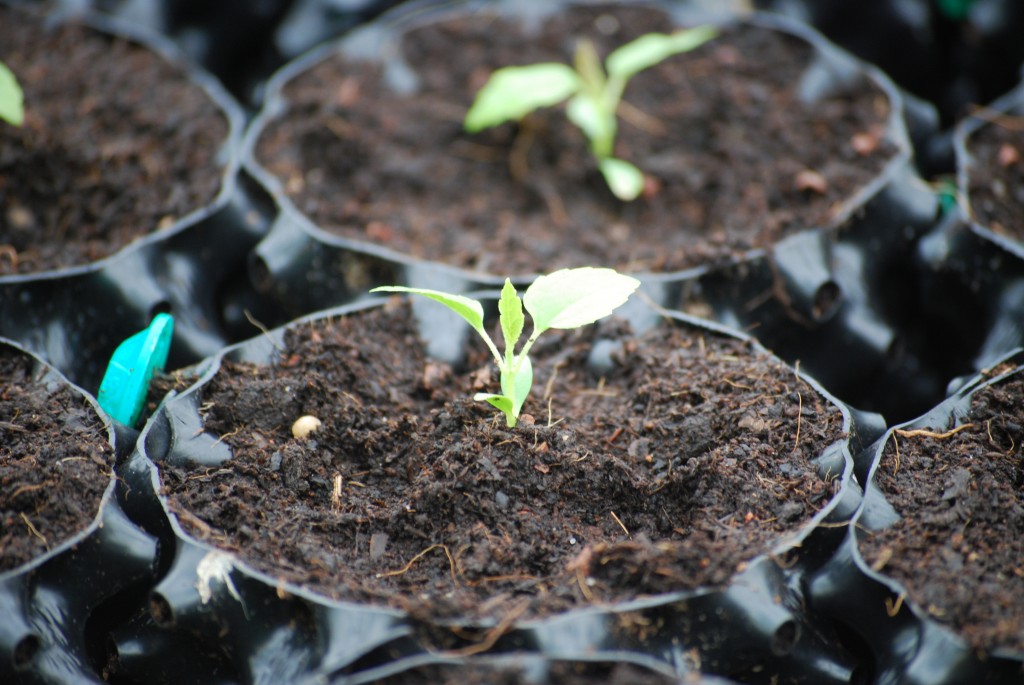 Seedlings in Air-Pot®