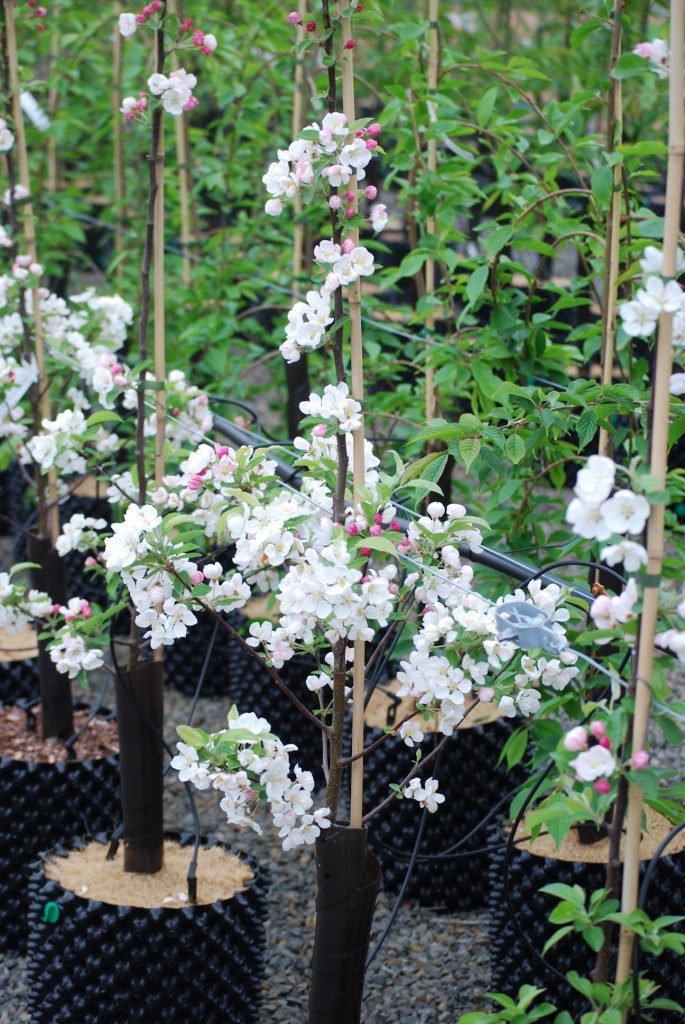 Flowering crab apple