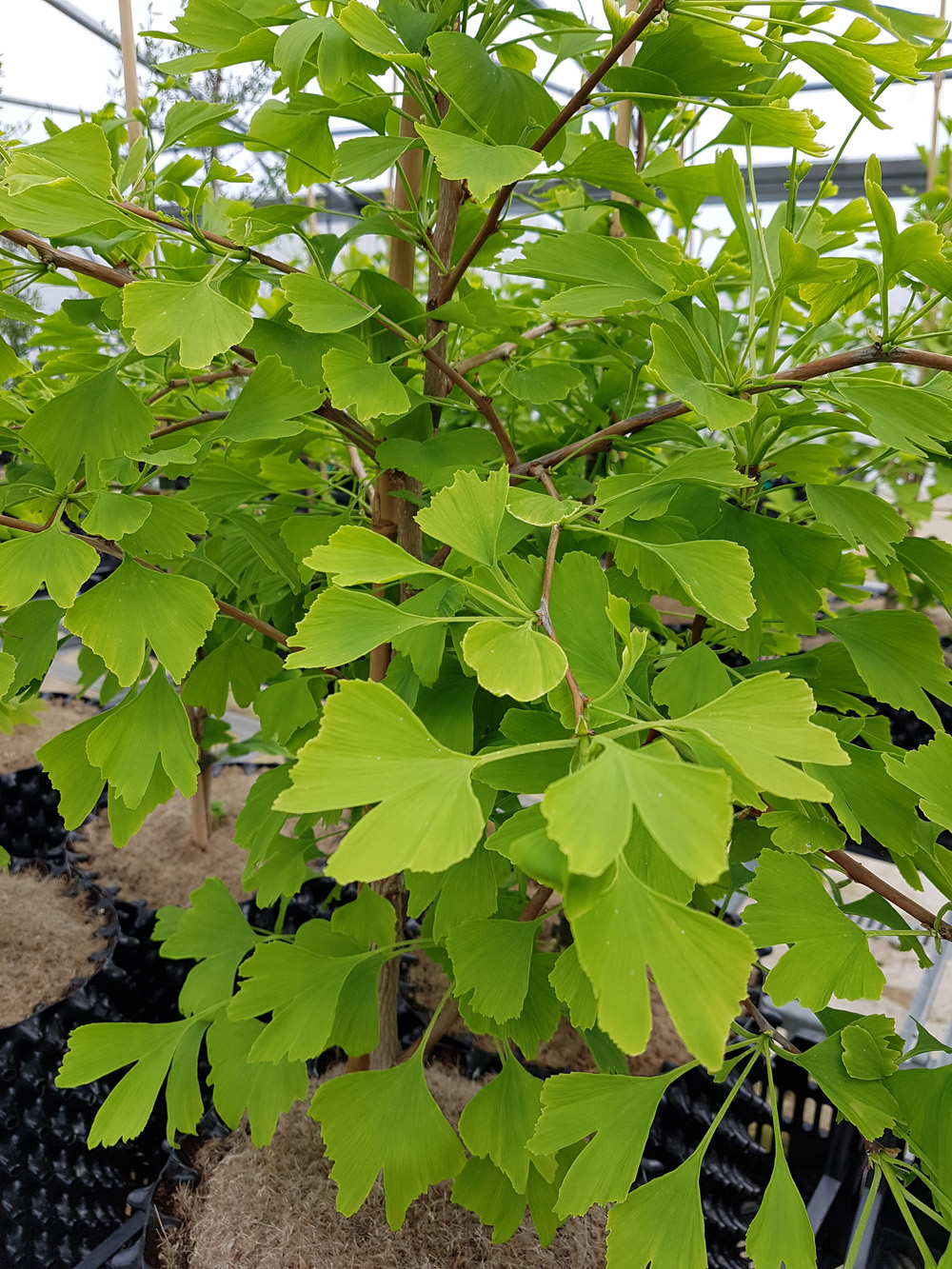 3 y.o. Ginkgo Biloba