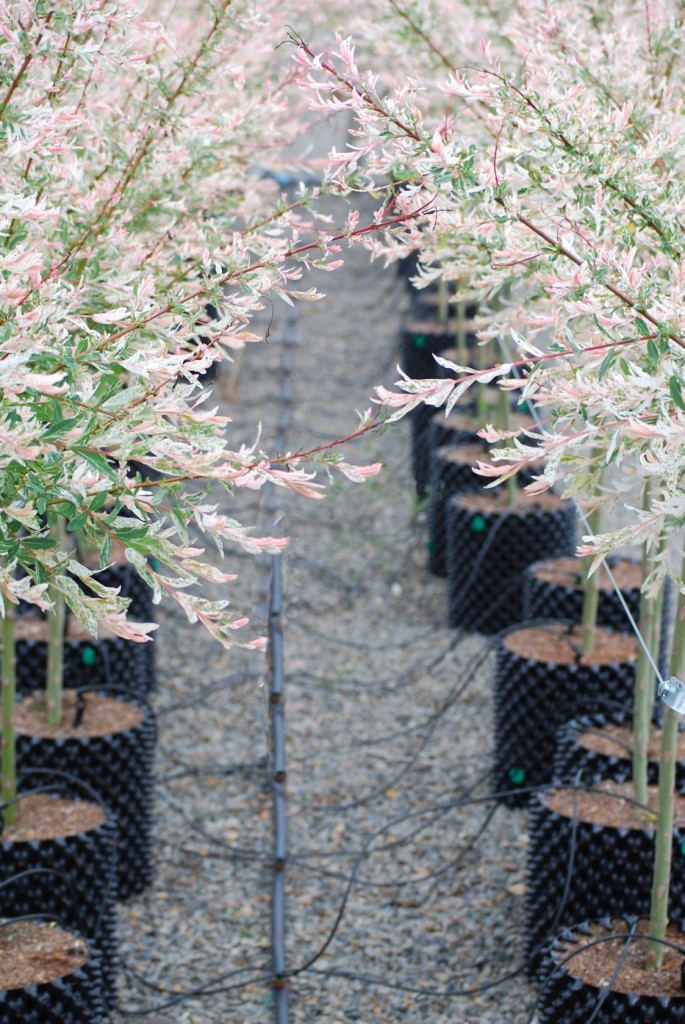 Salix-Flamingo Willow