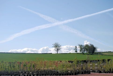 Grown under the Scottish Saltire Sky