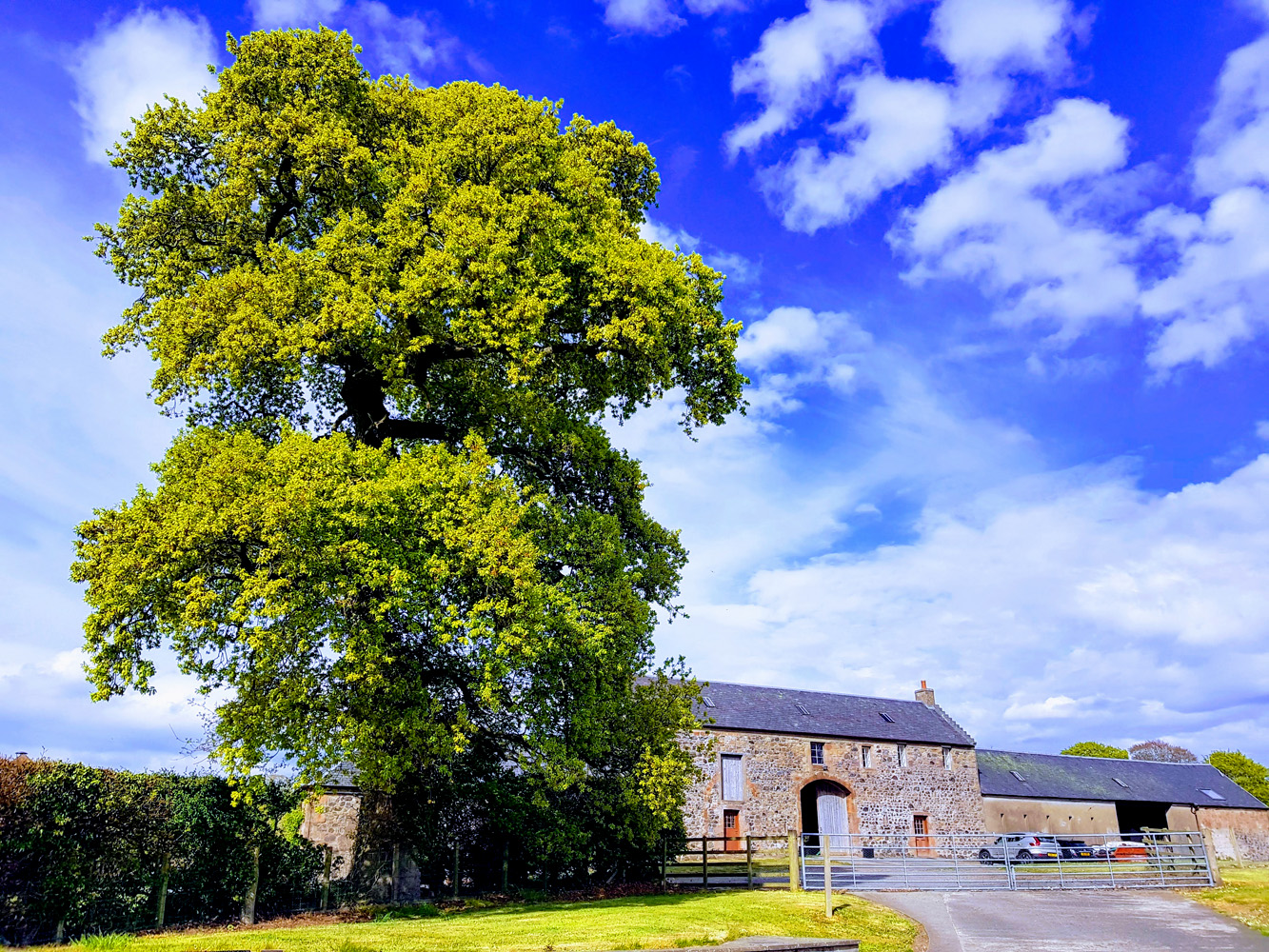 The Stairway Oak