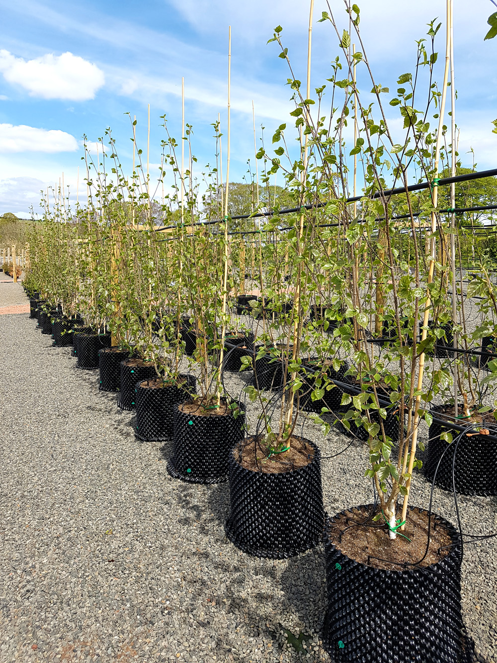 Betula Utilis Jacquemontii