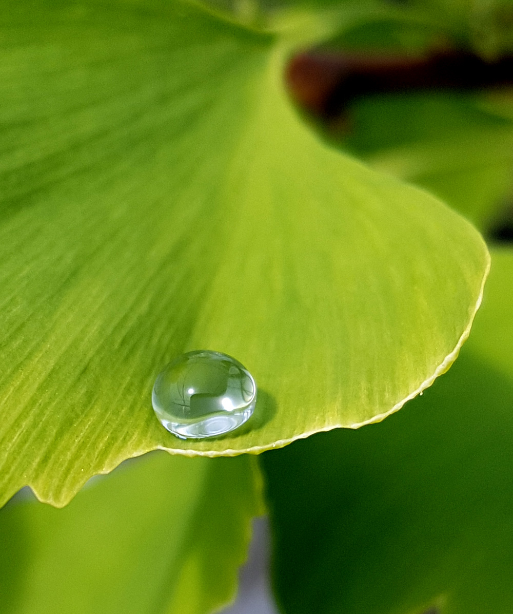 Droplet on Ginkgo Leaf