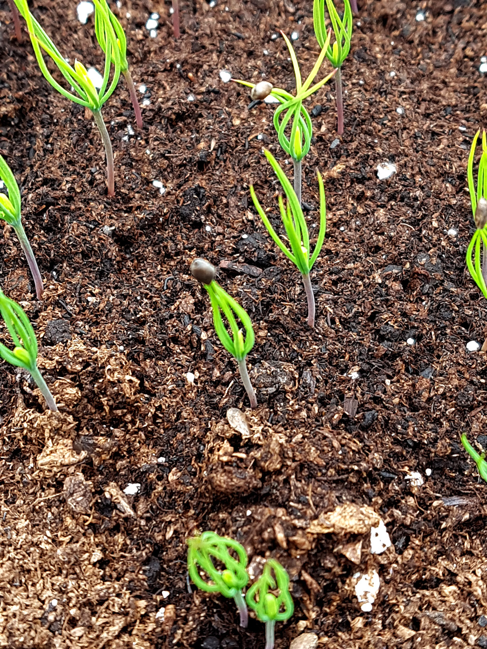 Scots Pine Seedlings