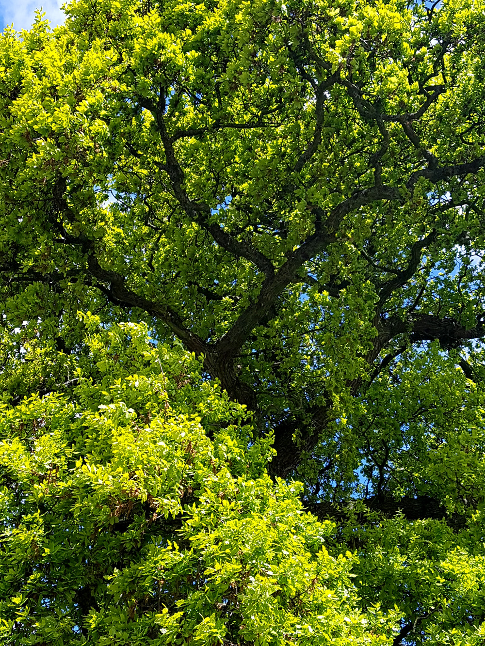 The Stairway Oak