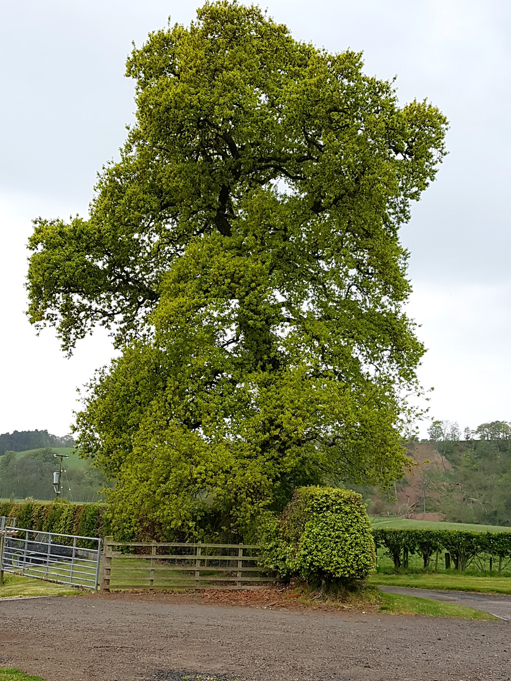 The Stairway Oak